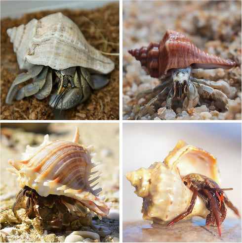 16PCS Hermit Crab Shells Medium Small | Sea Conch Size 1.1" - 2.4" | Medium Small Shells Set - Growth Turbo Seashells for Natural Hermit Crab Supp...