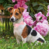 ADOGGYGO Pink Floral Dog Collar with Bow, Adjustable Pink Plaid Dog Collars with Removable Bowtie Pet Pink Flower Collars for Small Medium Large G...