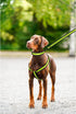 Mile High Life Night Reflective Double Adjustable Band Nylon Small Puppy Pet Dog Combo Collar Leash and Harness Set (Reflective Edge Lime Green, M...