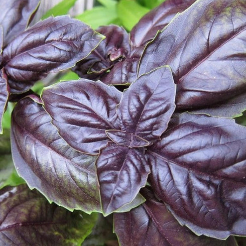 CHUXAY GARDEN Purple Sweet Basil Seed 250 Seeds Ocimum Basilicum Edible Herb Plant Attractive Serrated Pointy Leaves Heirloom Vegetable Great Tast...