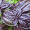CHUXAY GARDEN Purple Sweet Basil Seed 250 Seeds Ocimum Basilicum Edible Herb Plant Attractive Serrated Pointy Leaves Heirloom Vegetable Great Tast...