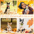 Sanwuta 30 Pcs Fall Dog Collar Flowers Bulk Thanksgiving Pet Flower Collar Bow Ties Holiday Dog Accessories Slides Attachment Decorations for Smal...