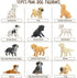 Toymany 12PCS Mini Dog Figurines Playset, Realistic Detailed Plastic Puppy Figures, Hand Painted Emulational Tiny Dogs Animals Toy Set, Cake Toppe...