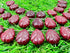 1 Strand Ruby 9 Pcs Beads Size 18X14Mm Leaf Shape Cut Smooth Beads For Jewellery Making, Beading & Craft Supplies Kcrafts-Rk_K35...