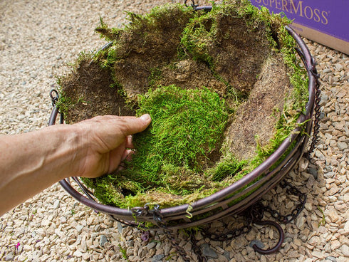 SuperMoss (21509) Sheet Moss Preserved, Fresh Green, 2oz...