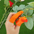 PATIKIL Small Silicone Thumb Knife Kit, 3Pcs Harvesting Plant Knife with 3Pcs Silicone Finger Sleeve Gardening Trim Tool for Picking Fruit Vegetab...