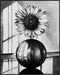 Posterizer 1 pcs-lone sunflower in a round vase-minimalist modern art 4-Floral & Botanical Art-Collectibles & Fine Art-Decor for Home & Office- un...