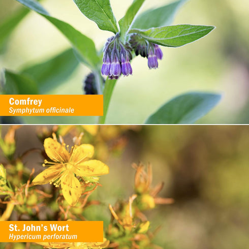 Herb Pharm Original Salve with Comfrey and St. John's Wort - 24 Grams...