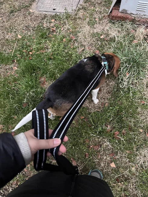 TRUE LOVE Reflective Dog Leash Puppy Walking Lead, Padded Pet Chain Rope?Length 110cm Truelove TLL2111(Black,M)...