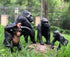 Gemini&Genius King Kong Toys, Safari Animal Toys Gorilla Family Figurines, Wildlife World Action Figure, Backyards Garden Flowerpot Room Decoratio...