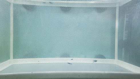 Large Breeder Net for Fish Tank Fish Hatchery Separation Net Mesh Fish Breeding Box with Suction Cup for Aquarium...
