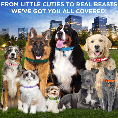 TECEUM Reflective Pet Collar – Purple – L – Extra Soft Padding – Basic Nylon Dog Collar – Quick Release Buckle – Fits Small, Medium and Large Dogs...