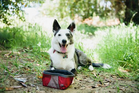 ZippyPaws Adventure Dog Bowl - Graphite...