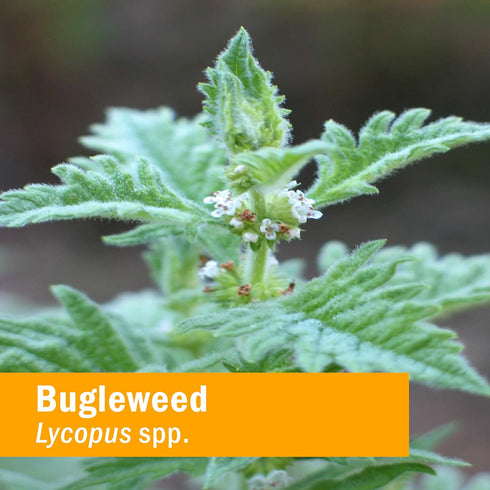Herb Pharm Bugleweed Extract for Endocrine System Support - 1 Ounce...