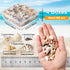 Ira Pollitt Tiny Natural Mixed Ocean Sea Shells Tiny Miniature Beach Critter Seashells Variety Beach Decor Crafts for Arts & Crafts Projects, Home...