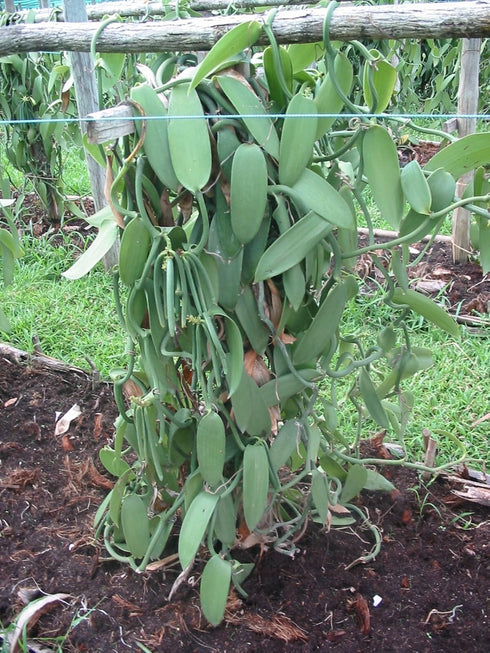 Vanilla Products USA 25 Whole Madagascar Bourbon Planifolia Extract Grade B Vanilla Beans...