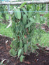 Vanilla Products USA 25 Whole Madagascar Bourbon Planifolia Extract Grade B Vanilla Beans...