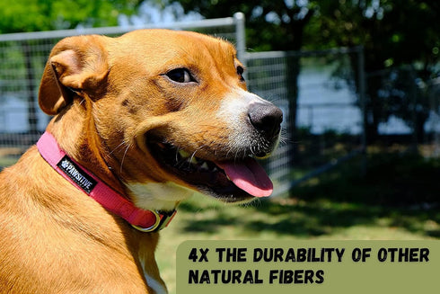 Pawsitive Hemp Dog Collar - Green Dog Collar - We Donate a Collar for Every Collar Sold. Help a shelter in Need! Solid Color Adjustable Collar Gre...