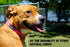 Pawsitive Hemp Dog Collar - Green Dog Collar - We Donate a Collar for Every Collar Sold. Help a shelter in Need! Solid Color Adjustable Collar Gre...