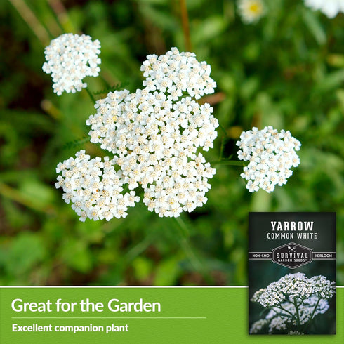 White Yarrow Seeds for Planting - 1 Packet with Instructions to Plant and Grow Beneficial Flowering Herbs in Your Home Vegetable Garden - Non-GMO ...