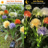 Enchanted Solar Garden Lights Innovative Upgraded for Outside Waterproof,Outdoor Light Yard Patio Decoration w Flexibility Wire, Dandelion Light f...