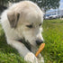 Best Bully Sticks Chicken Breast Dehydrated Dog Treats - Chicken Fillet Treats for Dogs 8 oz. - All Natural High Protein Real Chicken Premium Jerk...