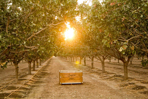 Tajin Seasoned Pistachio Kernels | No Shells | Tajin Clasico Chili Lime | Non-GMO Project Verified | Gluten Free | Vegan | Kosher | 5 Oz. Bag...