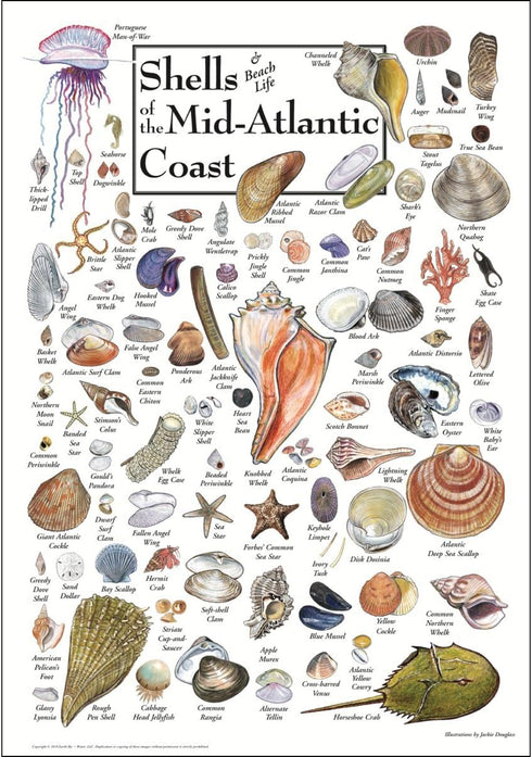 Earth Sky + Water Poster - Shells of The Mid-Atlantic Coast...