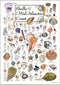 Earth Sky + Water Poster - Shells of The Mid-Atlantic Coast...