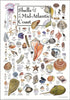 Earth Sky + Water Poster - Shells of The Mid-Atlantic Coast...