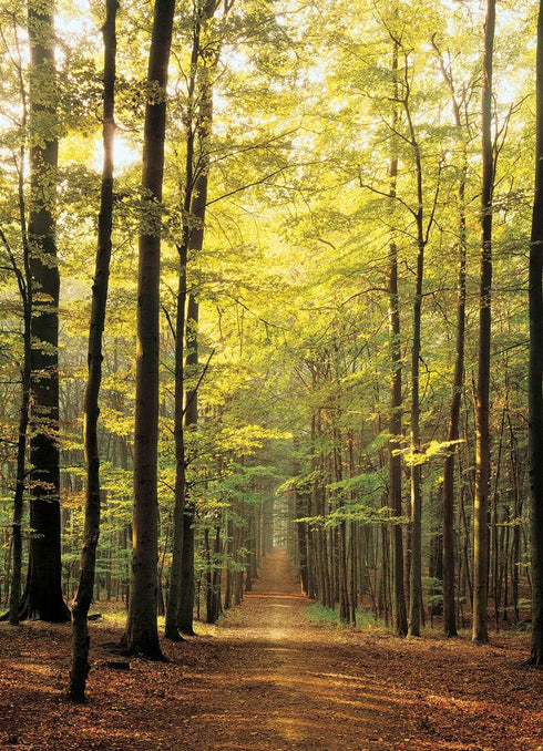 Eurographics Forest Path 1000-Piece Puzzle...