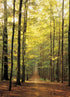 Eurographics Forest Path 1000-Piece Puzzle...