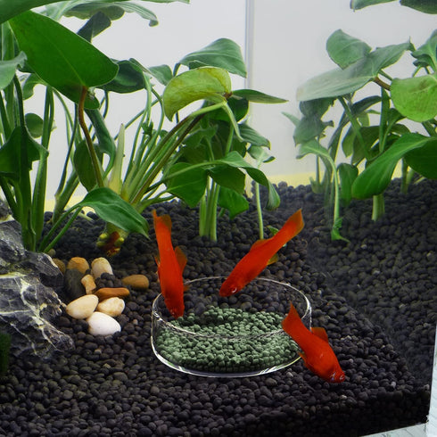 WEAVERBIRD 60mm Aquarium Shrimp Feeder Dish Glass Fish Tank Feeding Bowls Round Clear Dishes Tray...