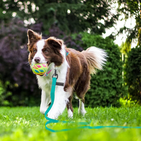 5ft Viridian Green Waterproof Training Dog Leash?Sturdy Dirt & Odor-Resistant Leash for Small Medium Large Dog? Cute Color Leash for Boys Girly Do...