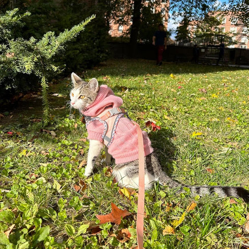 Dog Harness and Leash Set, No Pull Adjustable Reflective Pet Harness for Small Medium Dogs, Step in Vest Harness Easy Walk Dog Harness Outdoor Hik...