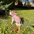 Dog Harness and Leash Set, No Pull Adjustable Reflective Pet Harness for Small Medium Dogs, Step in Vest Harness Easy Walk Dog Harness Outdoor Hik...