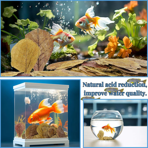 50 Pcs Large Catappa for Fish,5-8 Inch, Indian Almond Leaves Creates Native Environment, Catappa Leaves Beta Fish Leaf for Aquarium Shrimp Tank De...
