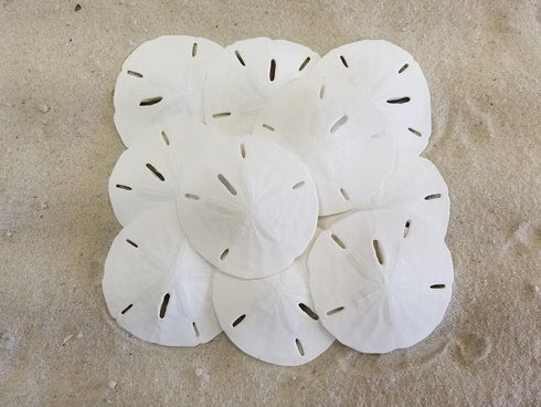 Tumbler Home White Sand Dollars 3"-3.5" - 10pcs - Wedding Seashell Craft Sandollars- Hand Picked and Professionally Packed...