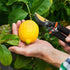 Garden Pruning Shears - Handheld Sharp Garden Scissors, Pruners for Gardening, Flower & Plant Trimming, High Carbon Steel Garden Clippers - Ergono...