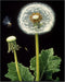 Posterizer 1 pcs-delicate dandelions in nature 3-Floral & Botanical Art-Landscape & Nature Art-Decor for Home & Office- unframed wall art...
