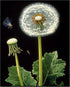 Posterizer 1 pcs-delicate dandelions in nature 3-Floral & Botanical Art-Landscape & Nature Art-Decor for Home & Office- unframed wall art...