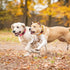 2 Pack Reflective Dog Collar for Small Dogs Girl Boys,Nylon Durable Soft Padded Neoprene Male Female Dog Collars for Medium Puppy Extra Large Dogs...