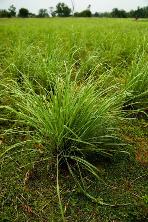 doTERRA - Lemongrass Essential Oil - 15 mL...