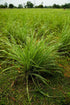 doTERRA - Lemongrass Essential Oil - 15 mL...