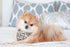 4PCS Christmas Dog Bandanas + 1PCS Xmas Collar, Puppy Accessories Scarf Bulk for Cat...