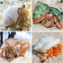 16PCS Hermit Crab Shells Medium Small | Sea Conch Size 1.1" - 2.4" | Medium Small Shells Set - Growth Turbo Seashells for Natural Hermit Crab Supp...