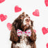 Valentine Dog Bow Tie Collar, Holiday Let's Kiss and XOXO Collar for Large Medium Small Pets Puppies (Medium-(12.5-20") Neck * 3/4" Wide, Let Kiss...