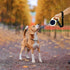 1 Pack Adjustable Safety Wrist Strap for Retractable Dog Leash - Hand Free Short Dog Leash Wrist Strap - Pet Baby Stroller Wheelchair Safety Strap...