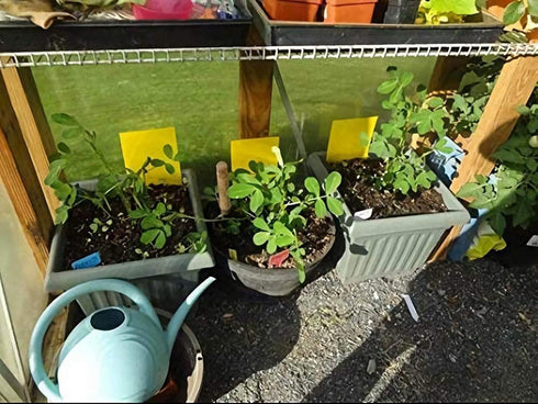 Faicuk Yellow Dual-Sided Sticky Fly Traps for Plant Insect Like Aphids, Fungus Gnats, Leaf Miners and White Flies (10 Pack)...