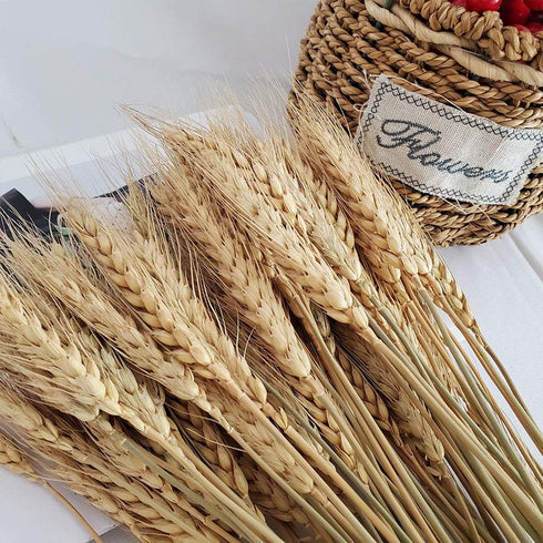Wheat Stalks, 100Pcs Natural Ear of Wheat Grain Flowers for Home Dining Table Arrangement Flower Art Wedding Decoration...